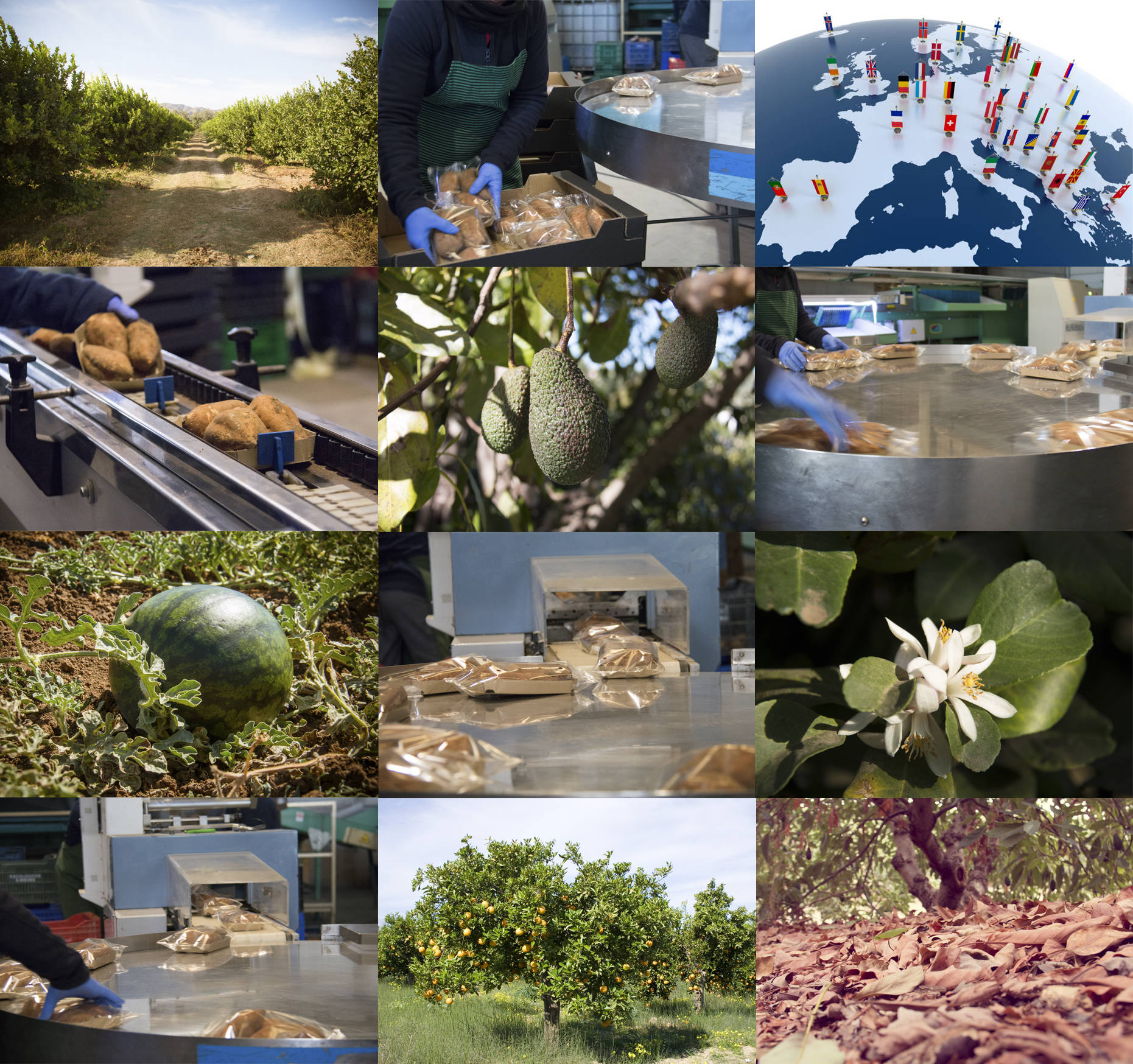 distribuidor de fruta ecológica