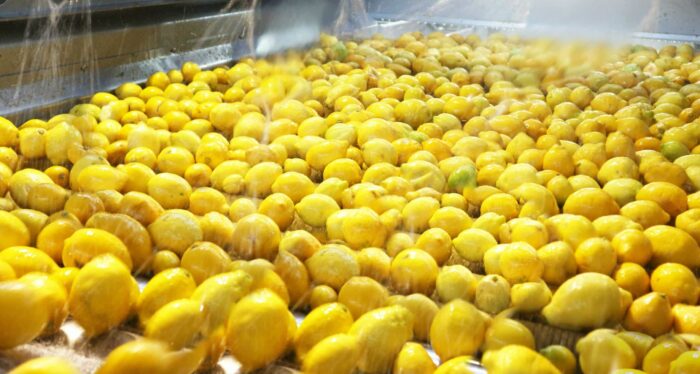 Proveedor de limones ecológicos 1 2025 limones-envasadora-tradesana