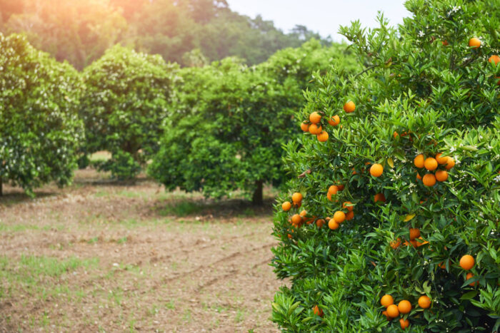 mandarina ecológica málaga españa